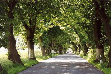 Baumallee auf R�gen